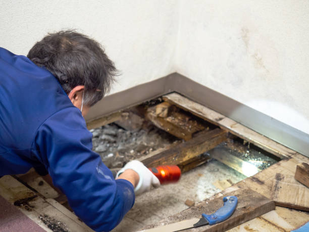 Best Water Damage Restoration  in Petersburg, IN