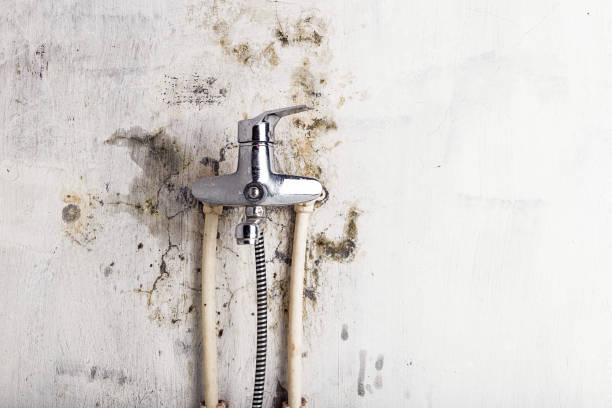 Mold Removal Process in Petersburg, IN