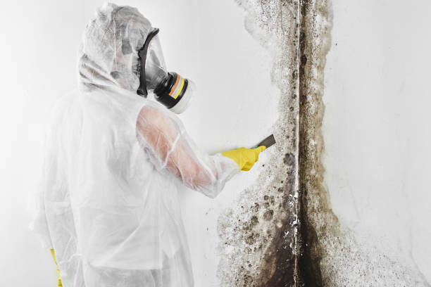 Best Mold Damage Repair  in Petersburg, IN