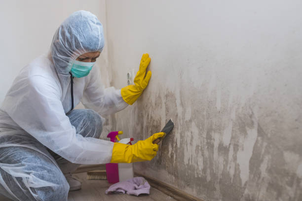 Best Mold Removal Company Near Me  in Petersburg, IN