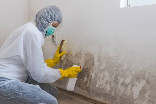Best Commercial Mold Removal  in Petersburg, IN
