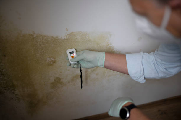 Reliable Petersburg, IN Mold Removal Solutions