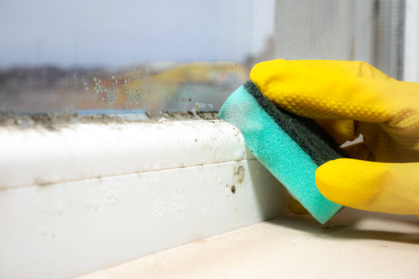 Mold Removal and Inspection in Petersburg, IN