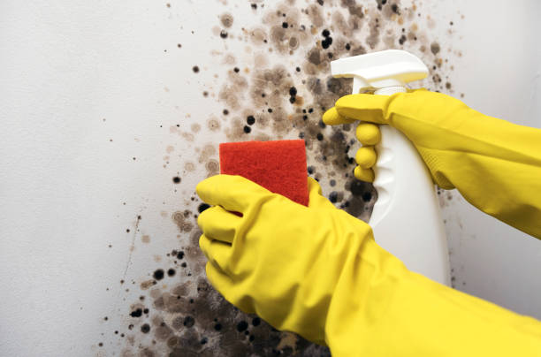 Best Local Mold Removal Service  in Petersburg, IN