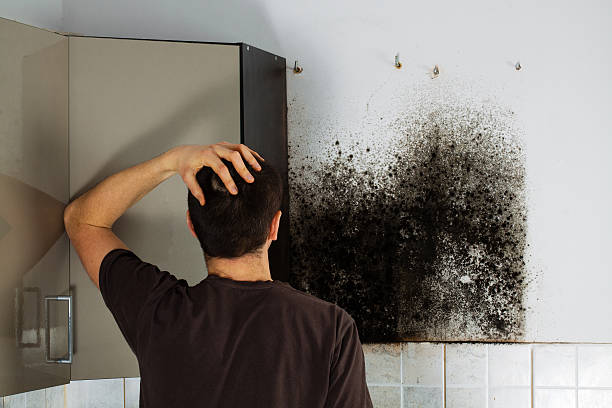 Best Best Mold Removal Companies  in Petersburg, IN