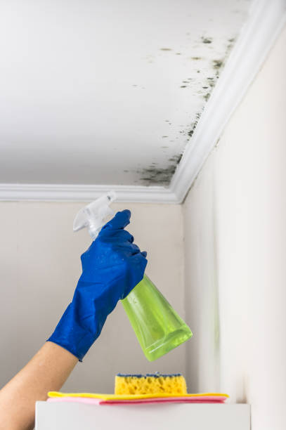 Best Home Mold Removal  in Petersburg, IN